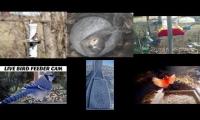 Thumbnail of Amazingearthanimalslivestream
