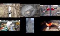 Thumbnail of Amazingearthanimalslivestream