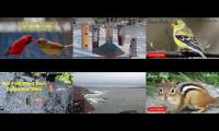 Thumbnail of Amazingearthanimalslivestream