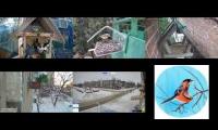 Thumbnail of Amazingearthanimalslivestream
