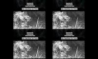 Thumbnail of Ekspeeimen cctv dipohon keramat