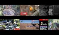 Thumbnail of Amazingearthanimalslivestream