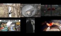 Amazingearthanimalslivestream