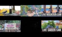Thumbnail of Amazingearthanimalslivestream