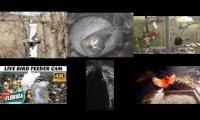 Thumbnail of Amazingearthanimalslivestream