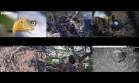 Thumbnail of Amazingearthanimalslivestream