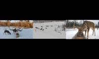 Thumbnail of deer cams live maine