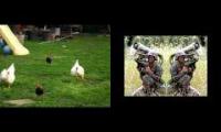 Tuba Chicken Running