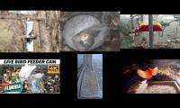 Thumbnail of Amazingearthanimalslivestream