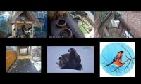 Thumbnail of Amazingearthanimalslivestream