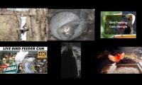 Thumbnail of Amazingearthanimalslivestream