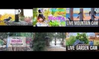 Thumbnail of Amazingearthanimalslivestream