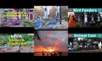 Thumbnail of Amazingearthanimalslivestream