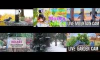Thumbnail of Amazingearthanimalslivestream