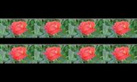 Thumbnail of MThe relaxing meditation music