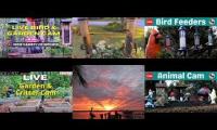 Thumbnail of Amazingearthanimalslivestream