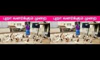 Pigeon Racing in Tamil
