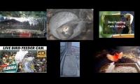 Thumbnail of Amazingearthanimalslivestream