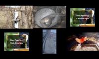 Thumbnail of Amazingearthanimalslivestream
