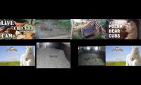 Thumbnail of Amazingearthanimalslivestream