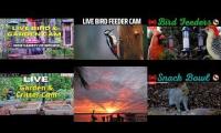 Thumbnail of Amazingearthanimalslivestream