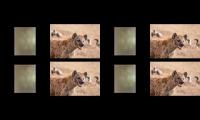 Thumbnail of 7 clouds, animals tv