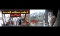 Thumbnail of Amazingearthanimalslivestream