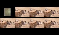 Thumbnail of 7 clouds animal  kids tv