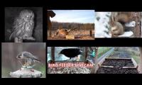 Thumbnail of Amazingearthanimalslivestream