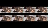 Thumbnail of Menonton video bersamaan