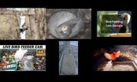 Thumbnail of Amazingearthanimalslivestream