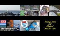 Thumbnail of Amazingearthanimalslivestream