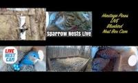 Thumbnail of Amazingearthanimalslivestream