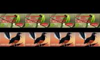 Thumbnail of Trending suara masteran burung