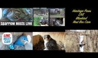 Thumbnail of Amazingearthanimalslivestream