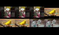 Thumbnail of make a public view for another