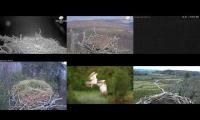 Thumbnail of Amazingearthanimalslivestream