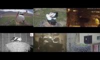 Thumbnail of Amazingearthanimalslivestream