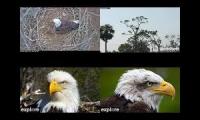 Thumbnail of EAGLES NEST SEASON 2023
