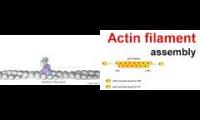 Thumbnail of Formin homology (FH) proteins play a crucial role in the reorganisation of the actin cytoskeleton, w