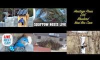 Thumbnail of Amazingearthanimalslivestream