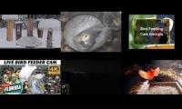 Thumbnail of Amazingearthanimalslivestream