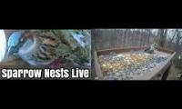 Thumbnail of Amazingearthanimalslivestream