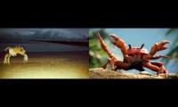 Thumbnail of crab testing grounds video