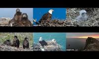 Thumbnail of IWS EXPLORE Eagle Cameras
