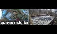 Amazingearthanimalslivestream