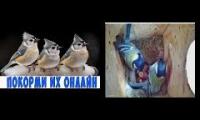 Thumbnail of Amazingearthanimalslivestream