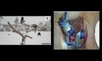 Thumbnail of Amazingearthanimalslivestream