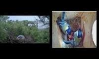 Thumbnail of Amazingearthanimalslivestream
