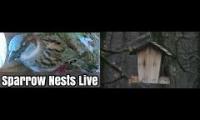 Thumbnail of Amazingearthanimalslivestream